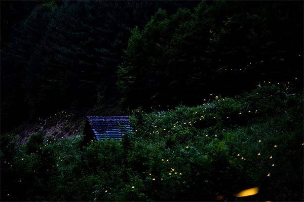 Cherating-Fireflies-Boat-Tour-6